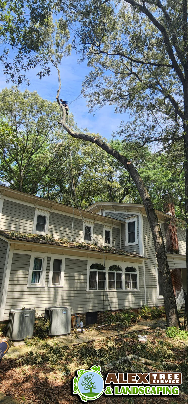 Alex Tree Services