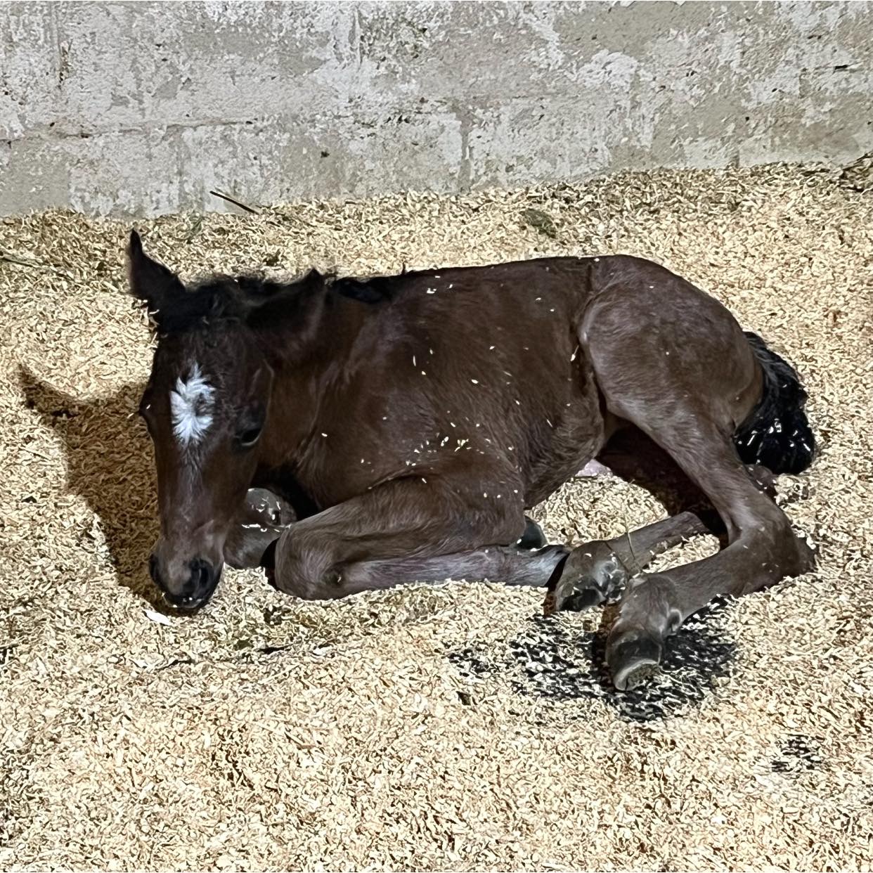 GALE FORCE Quarter Horses... - GALE FORCE Quarter Horses