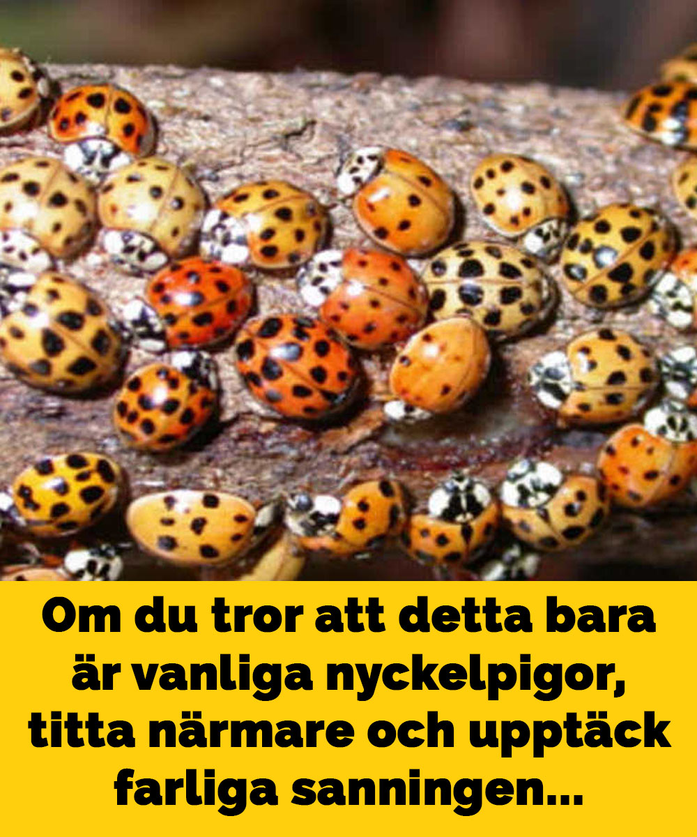 newsner-det-kanske-inte-r-vanliga-nyckelpigor-som-finns-i-ditt-hus