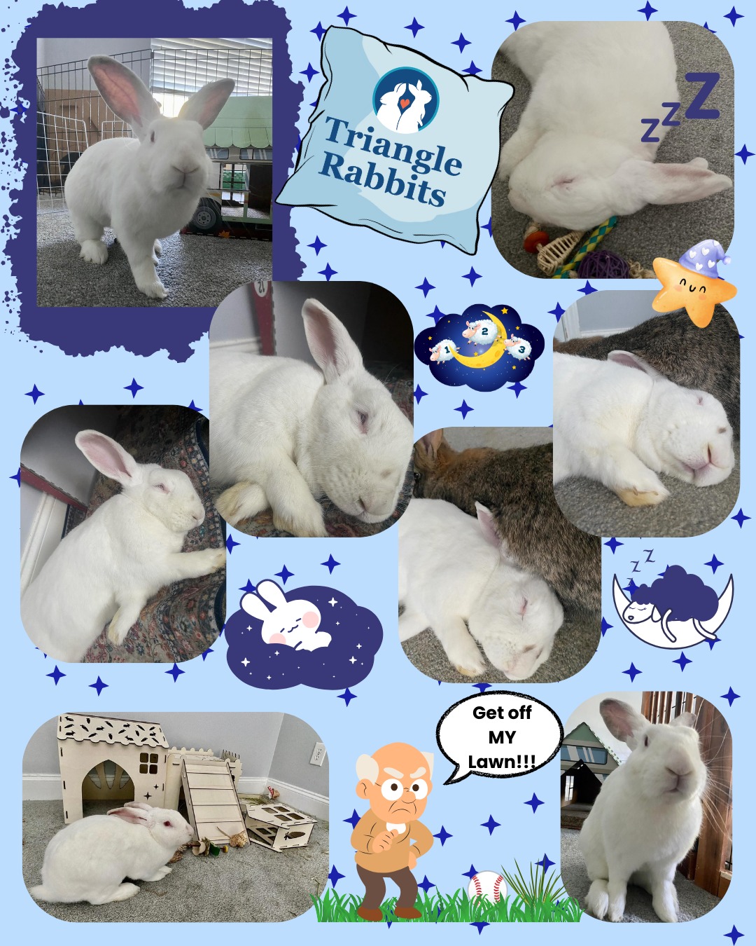 Today we shine our Throwback Thursday... - Triangle Rabbits | Facebook