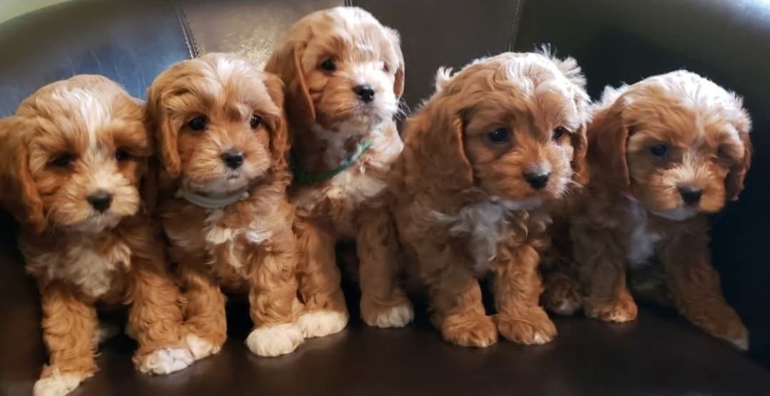 Cavapoo Puppy Patch