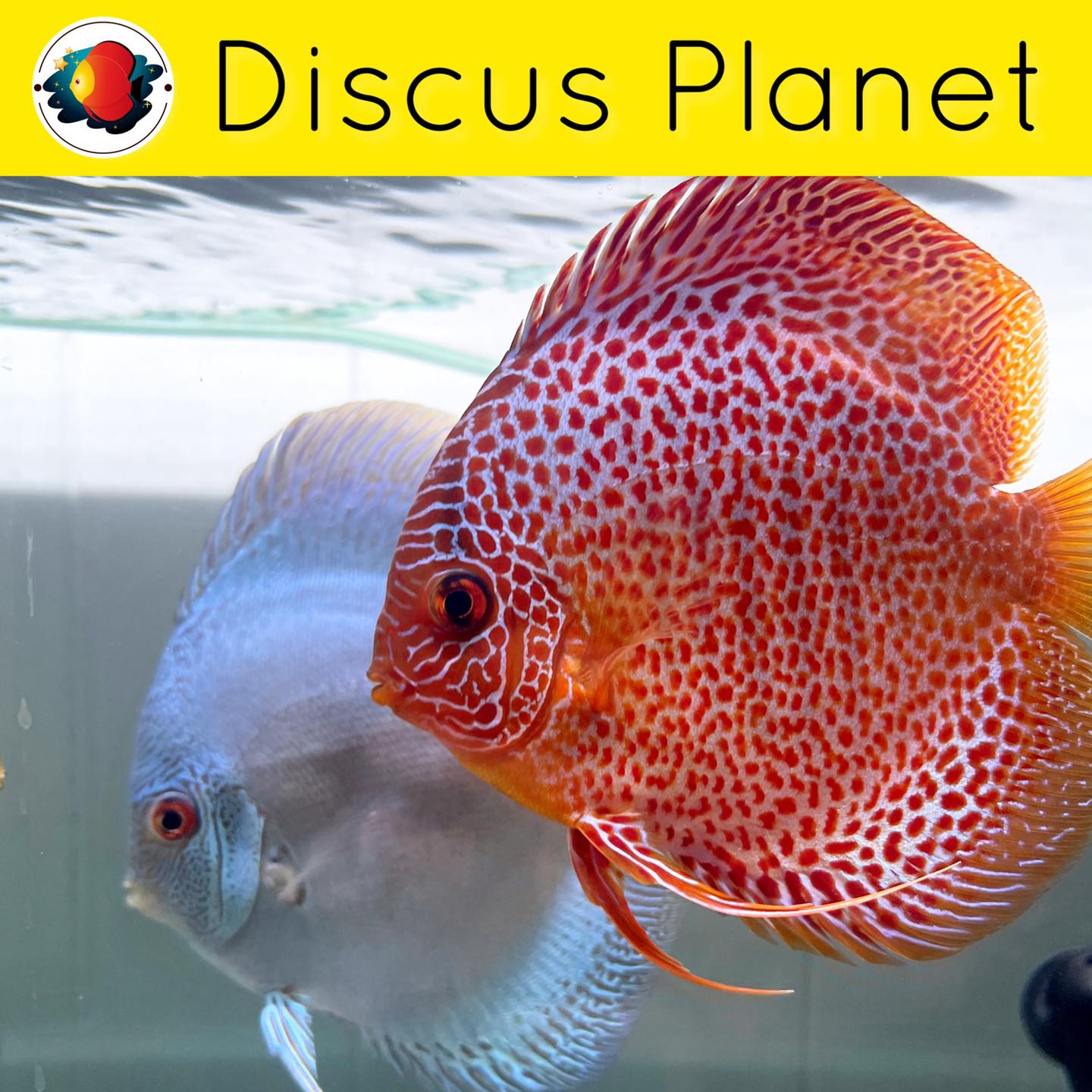 Discus - Monster Eruption 🌋 and Blue Diamond Tag us #discusplanet ...
