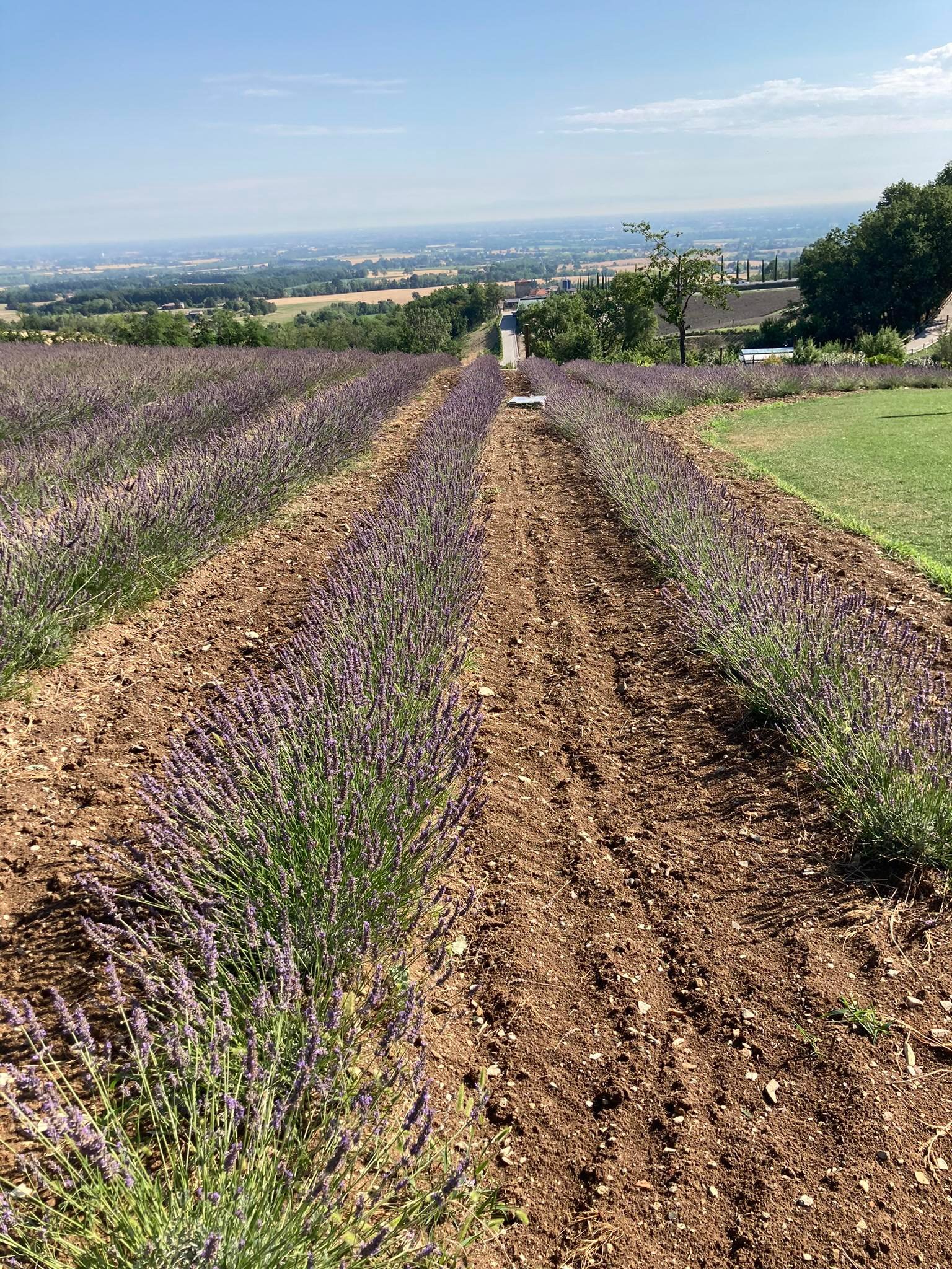 LAVANDA FRA MITO E REALTÀ’ WEBINAR 17 maggio 2025. Torniamo a parlare ...