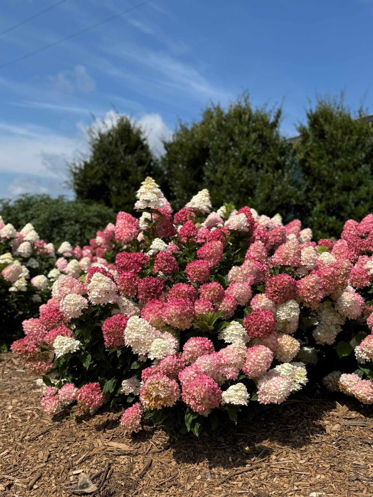 Spring Sizzle® Panicle... - First Editions Shrubs & Trees | Facebook