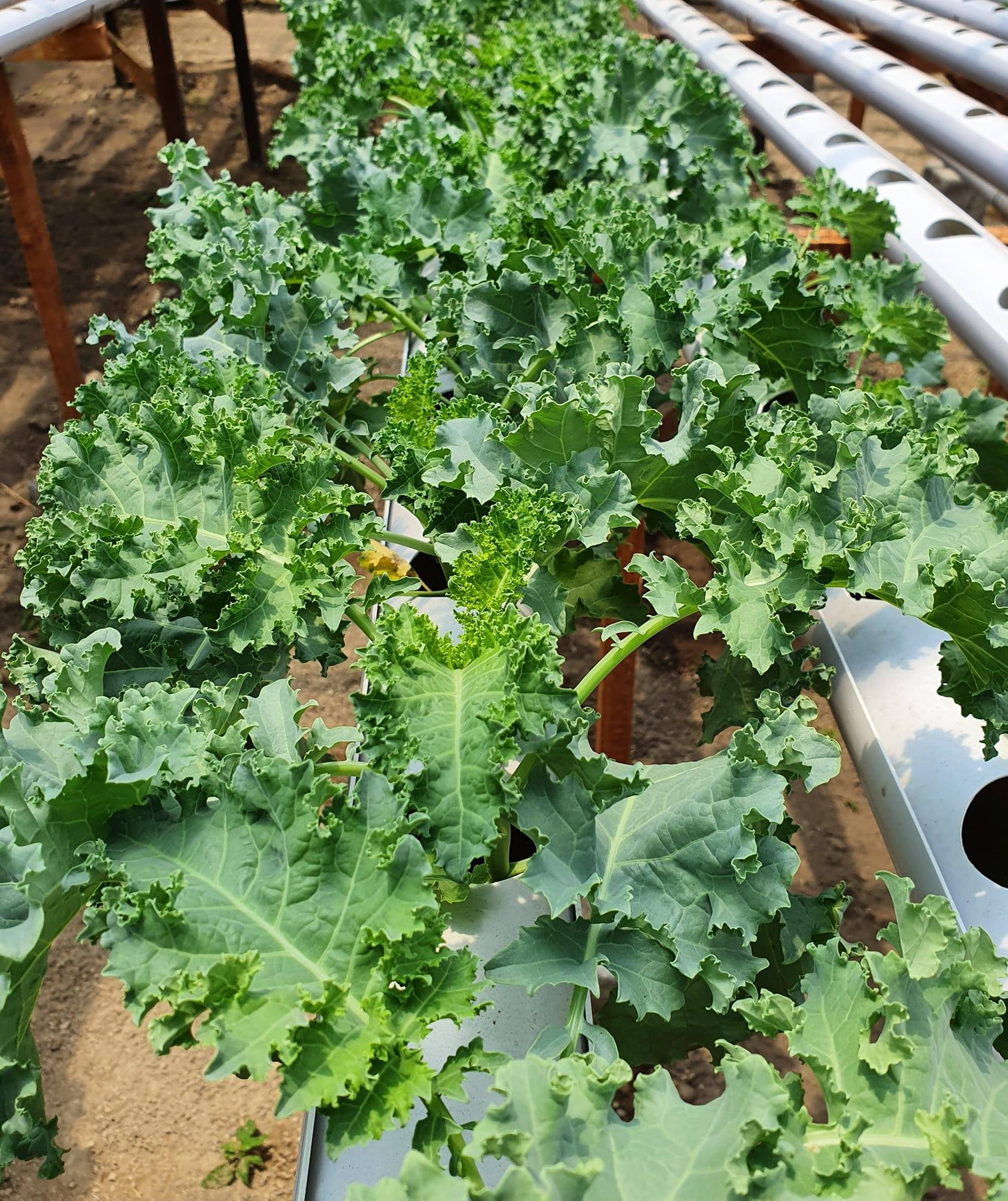 Sayur kale akhir-akhir ini sering... - Rejo Farm Hidroponik