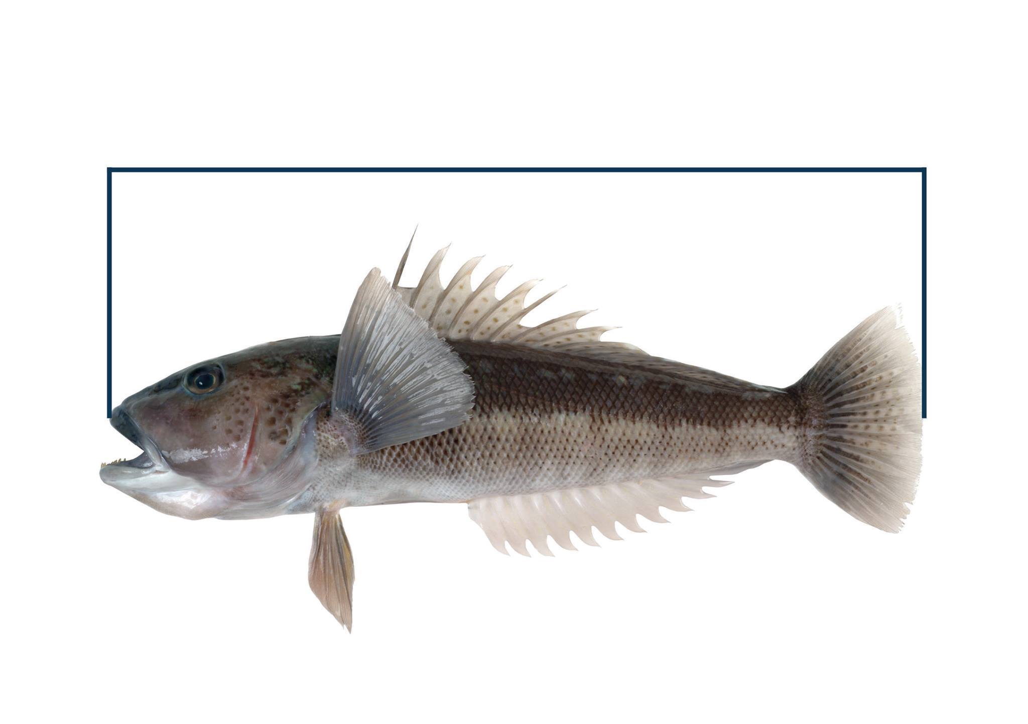 MPI - ***BLUE COD FISHING OPEN IN THE MARLBOROUGH SOUNDS*** You can now ...