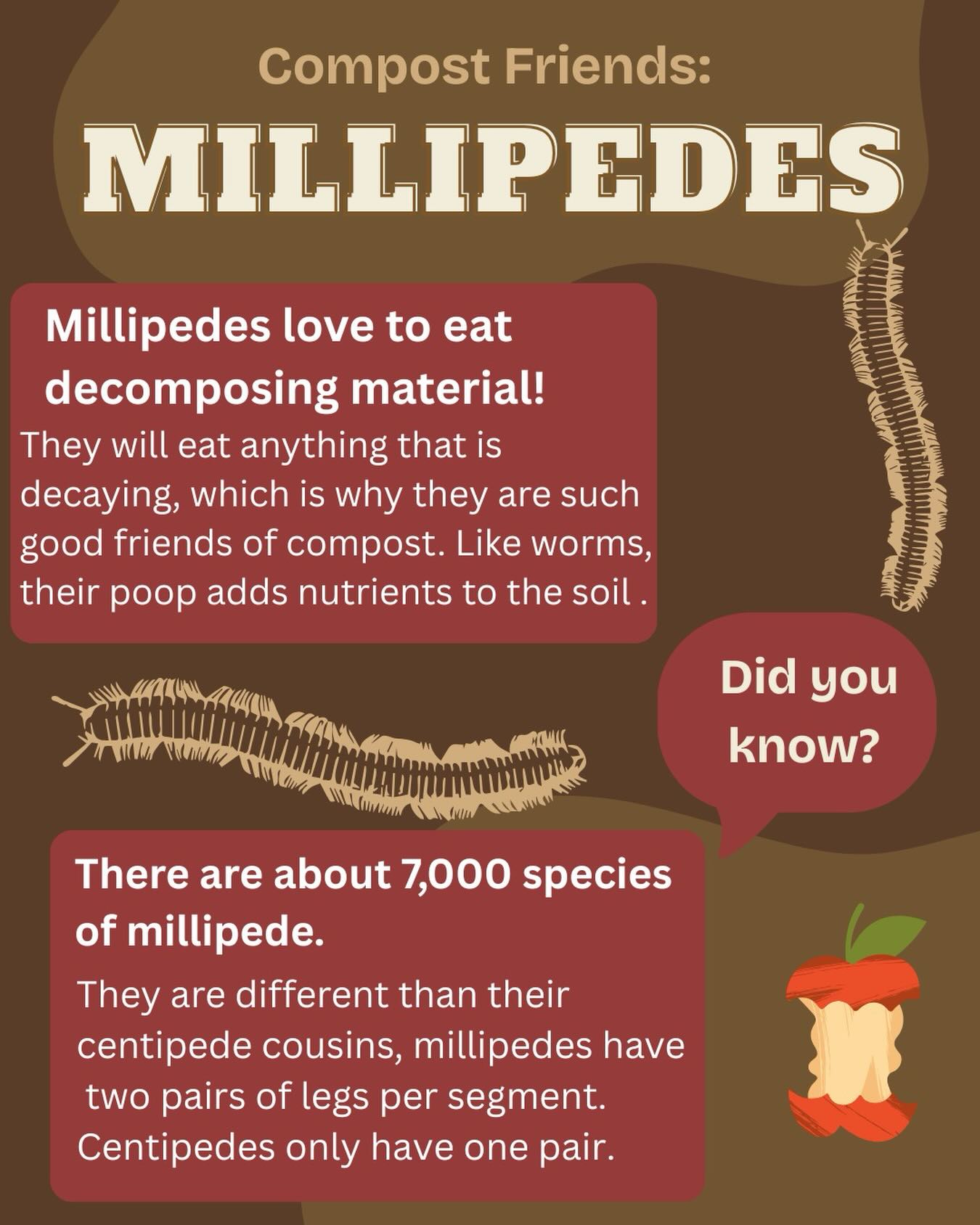 Consumption - Our final compost buddy: Millipedes!🐛 Millipedes are ...