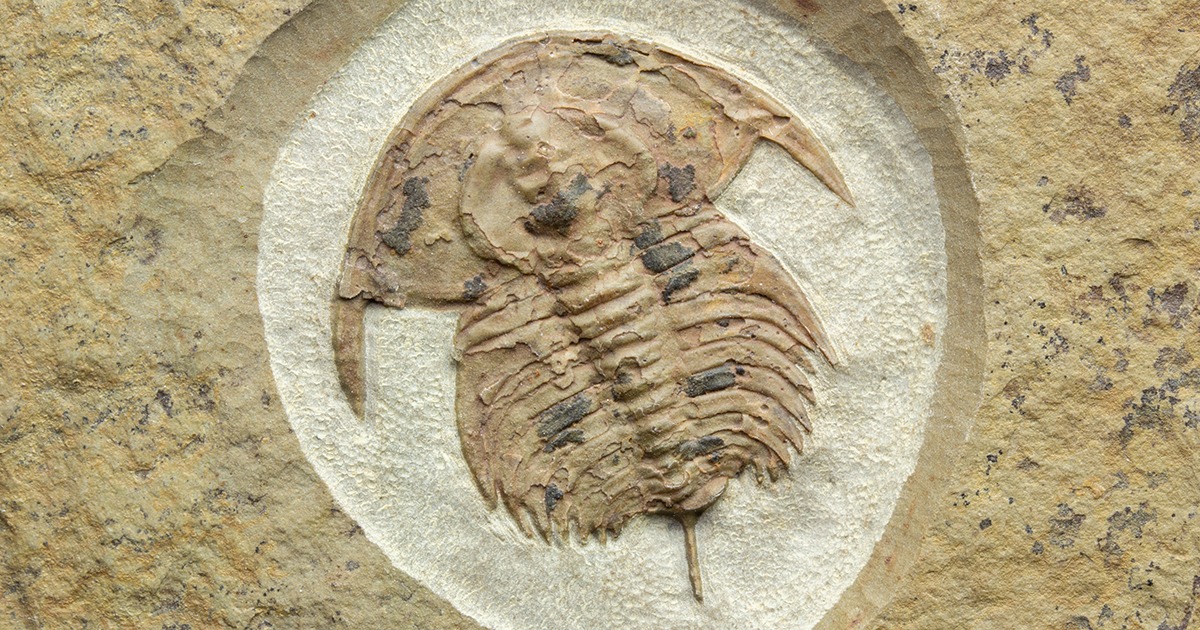 三葉虫 化石 fossil ボリビア産 レア Fossil識別⑩ 2個セット 【公式