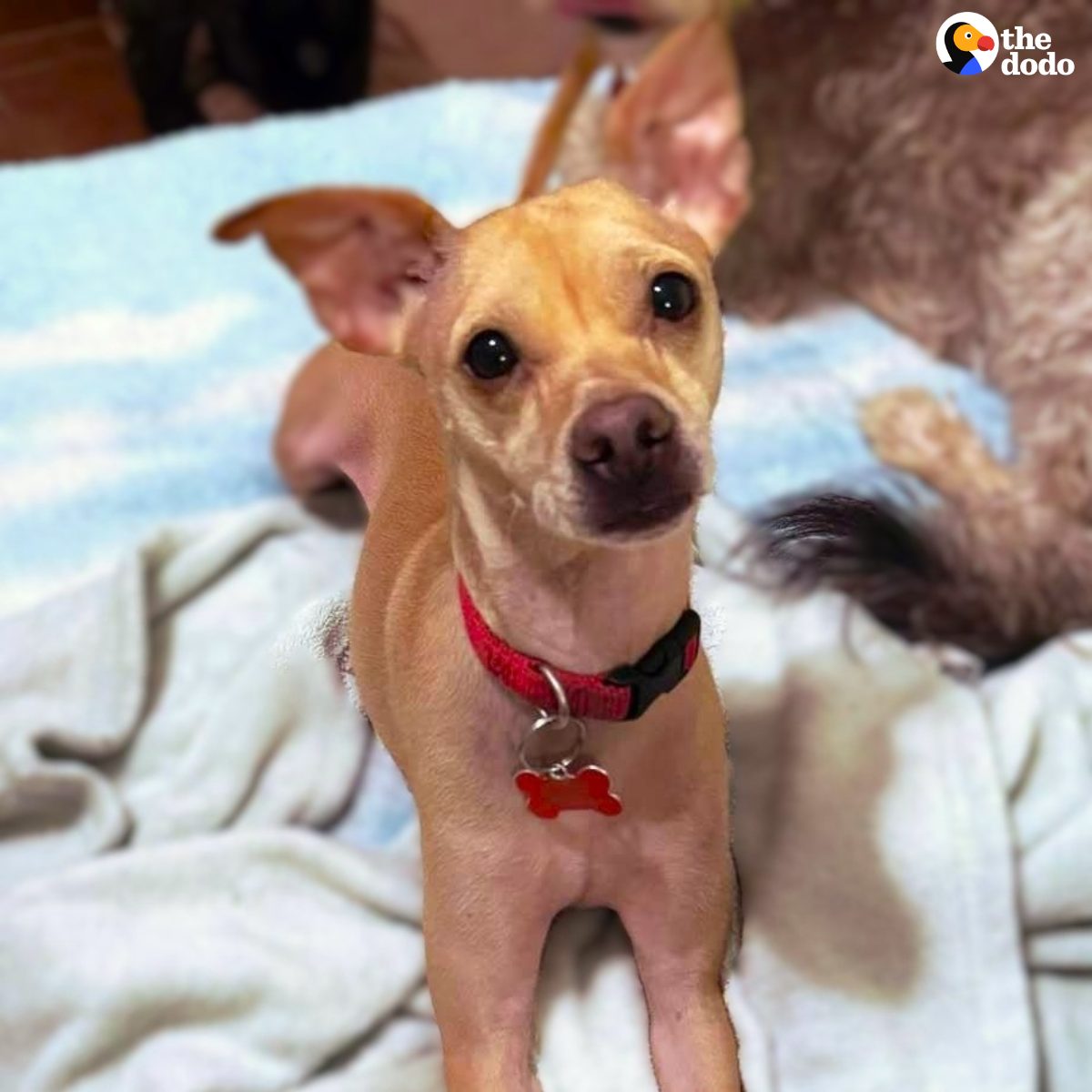 The Dodo - Meet Xanadu 🐾 Affectionately known as Roo, this leggy ...