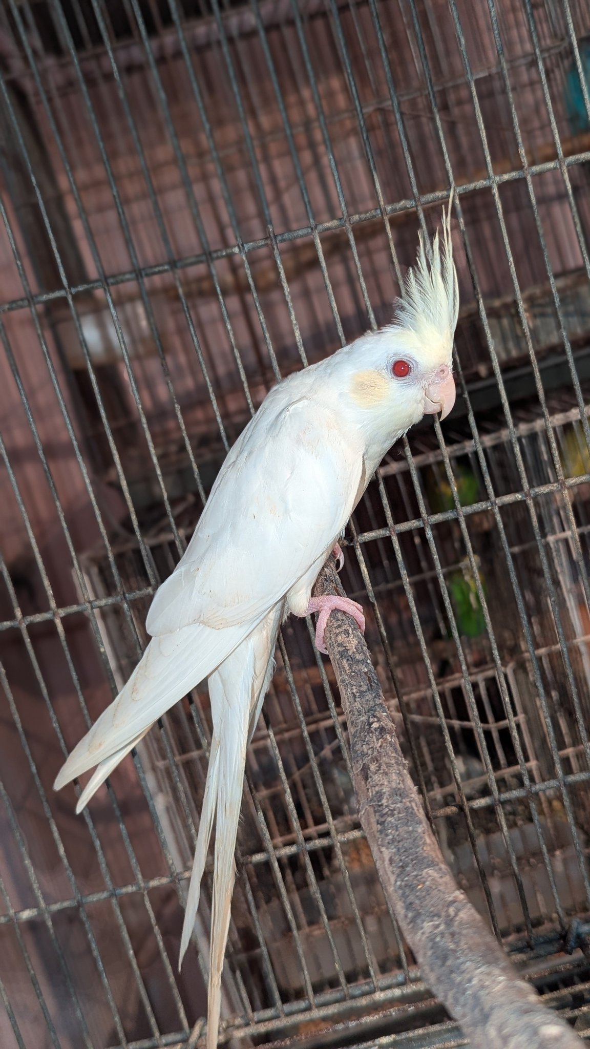Tuyur Aviary