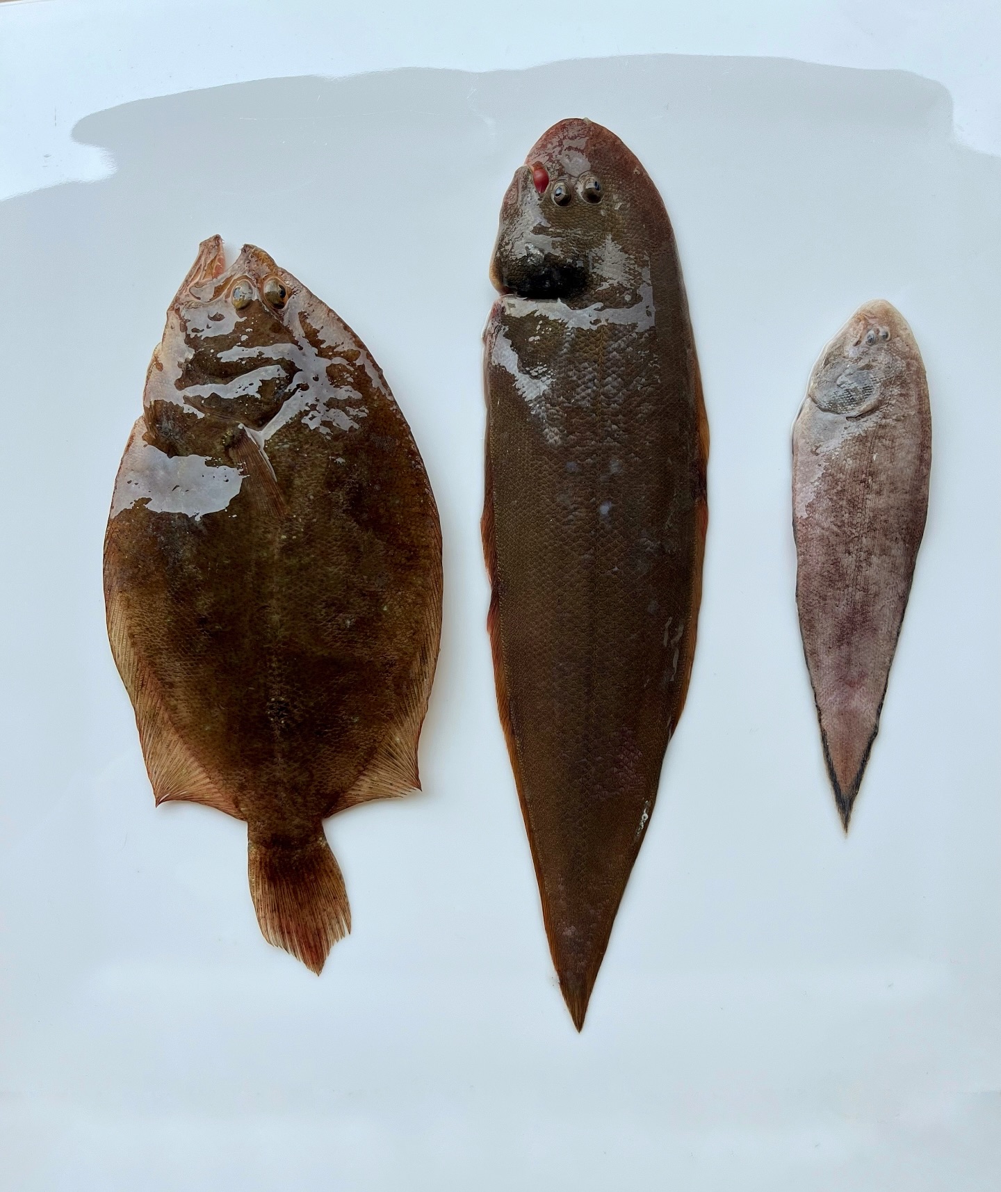 आई's - Lepo is the Goan name for flatfish, commonly known as sole fish ...