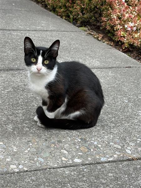 Do you recognize this cat? She has been hanging around 8th St in