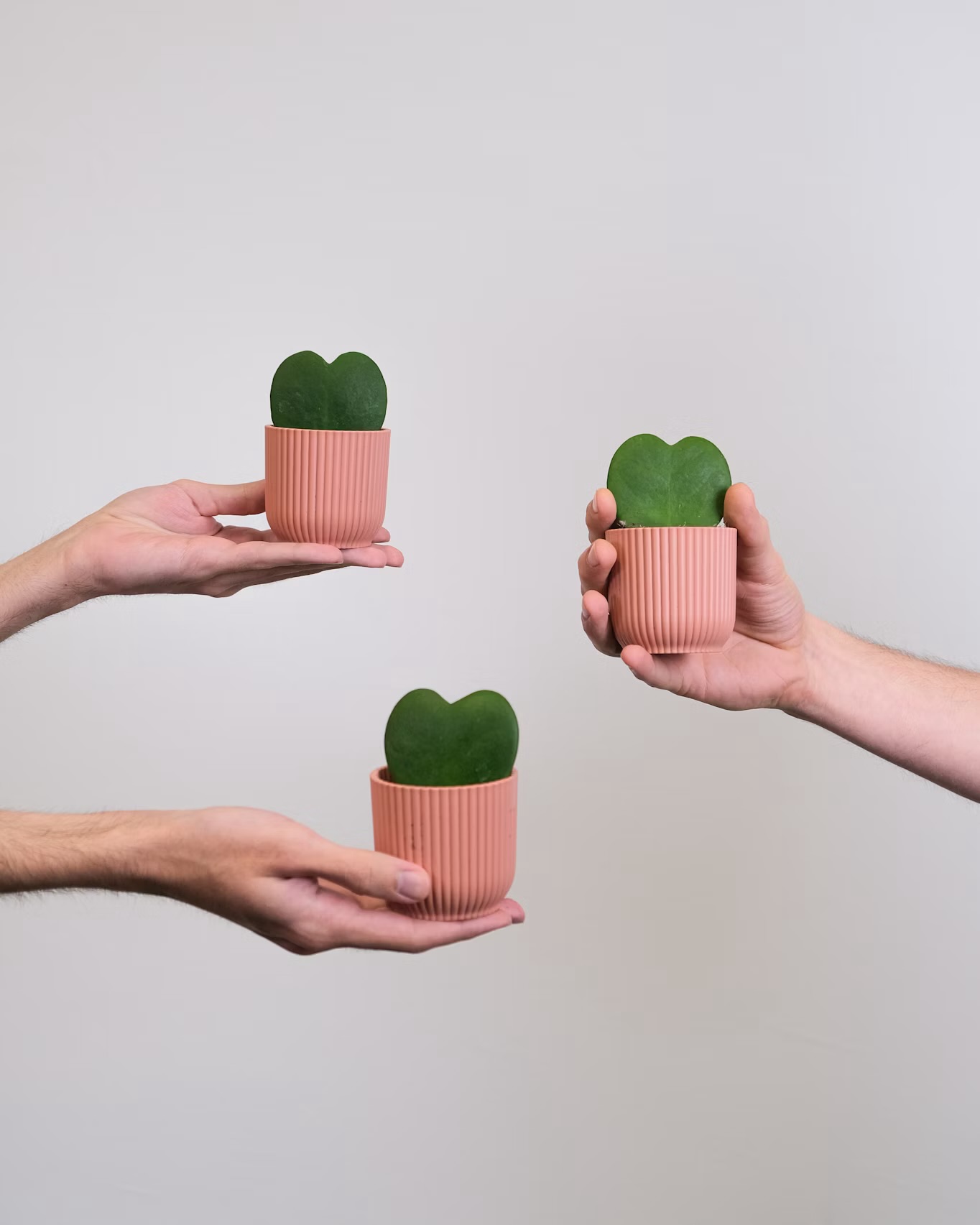 Lot De 2 Plantes Hoya Kerrii Feuille En Forme De Cœur – La Plante Amour Parfaite En Pot 6 Cm, Idée Cadeau Romantique !