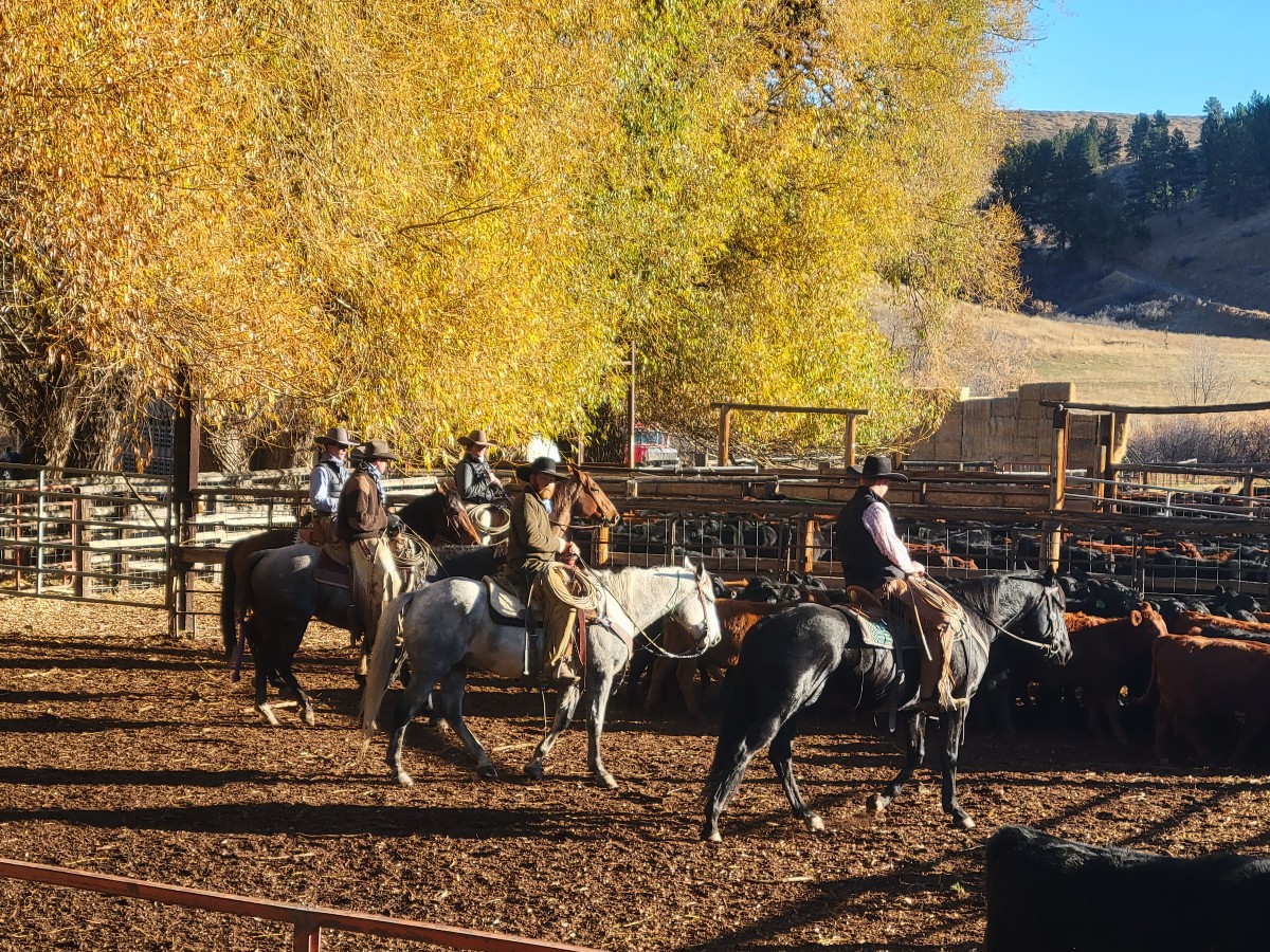 Padlock Ranch Company | Ranchester WY