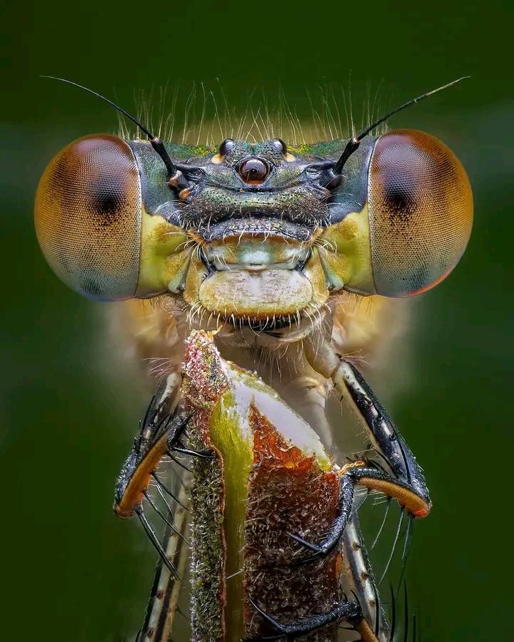 Solo - 🌟 Stunning Damselfly: A Jewel of the Wetlands! 🐉📸 This ...