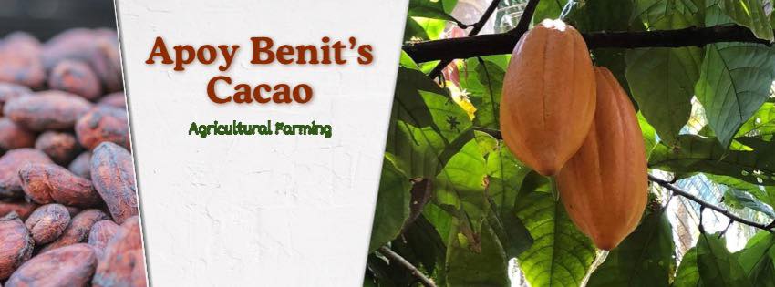 Apoy Benit Cacao Agricultural Farming | Calbayog