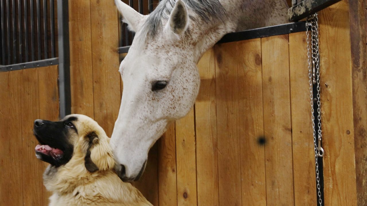 NFP, - 🚜 If you own one horse or a full stable, you have different ...