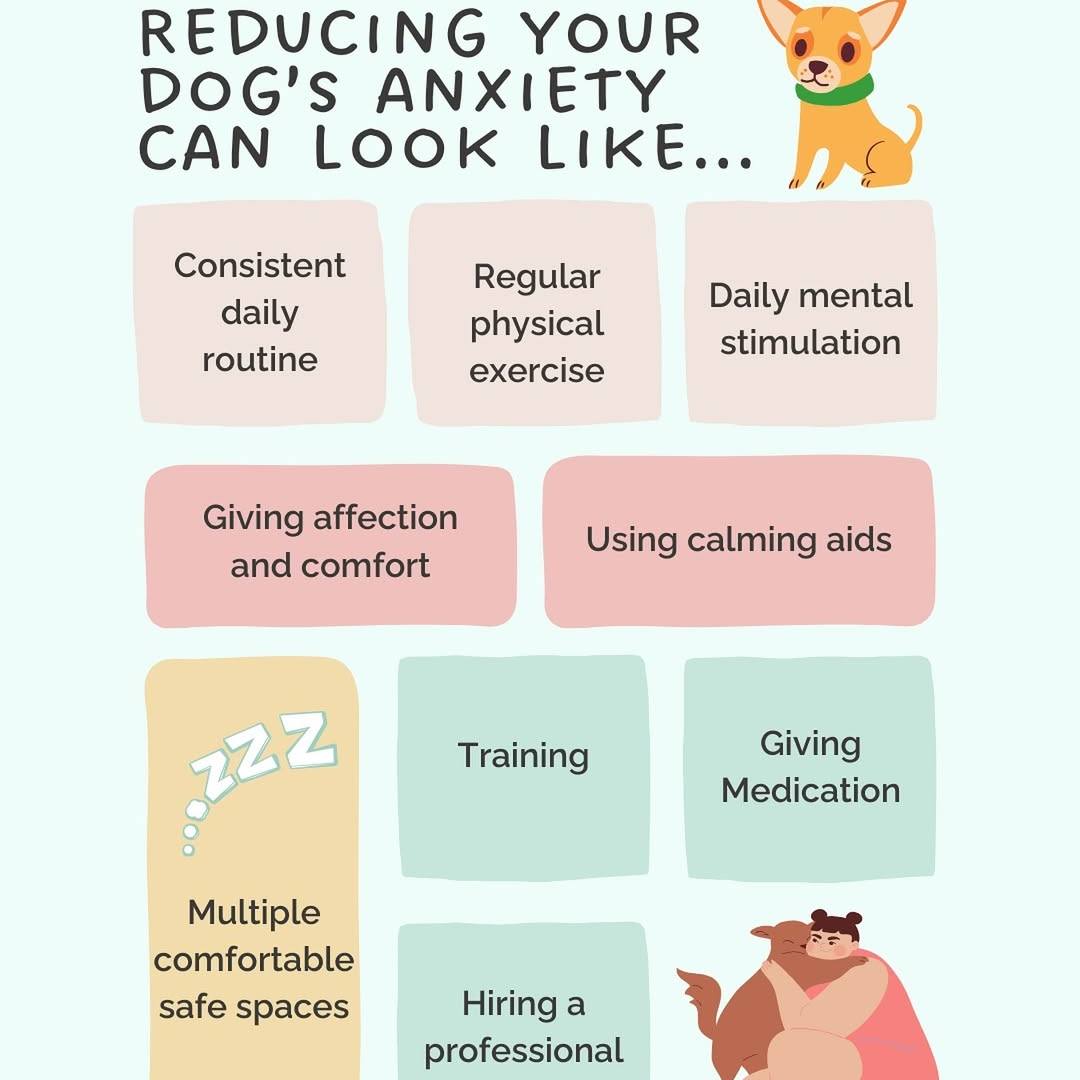 Thumbnail for Can Visual Aids Reduce Dog Anxiety