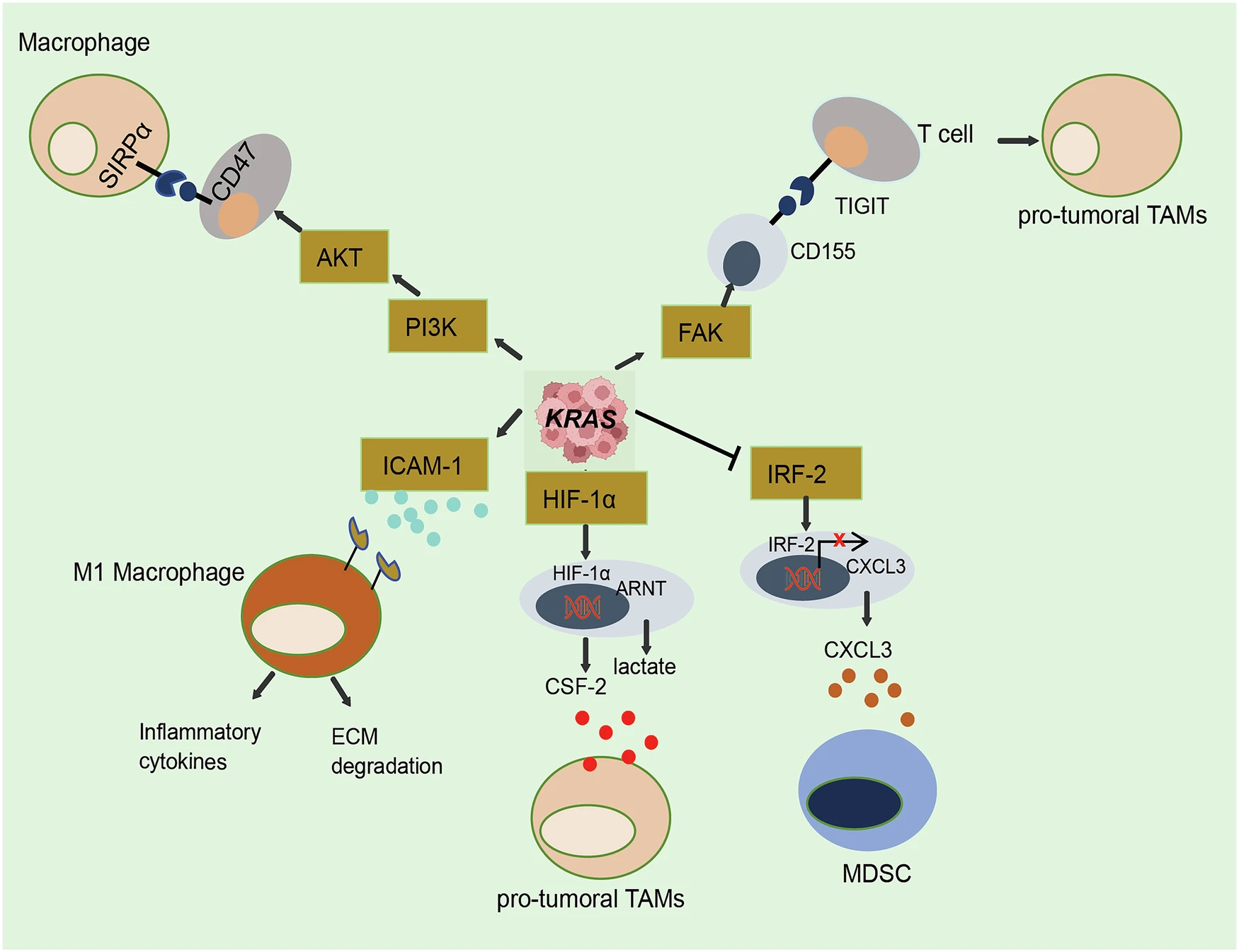 Cancer - Oncogenic KRAS and Its Role in Tumor-Associated Macrophages ...