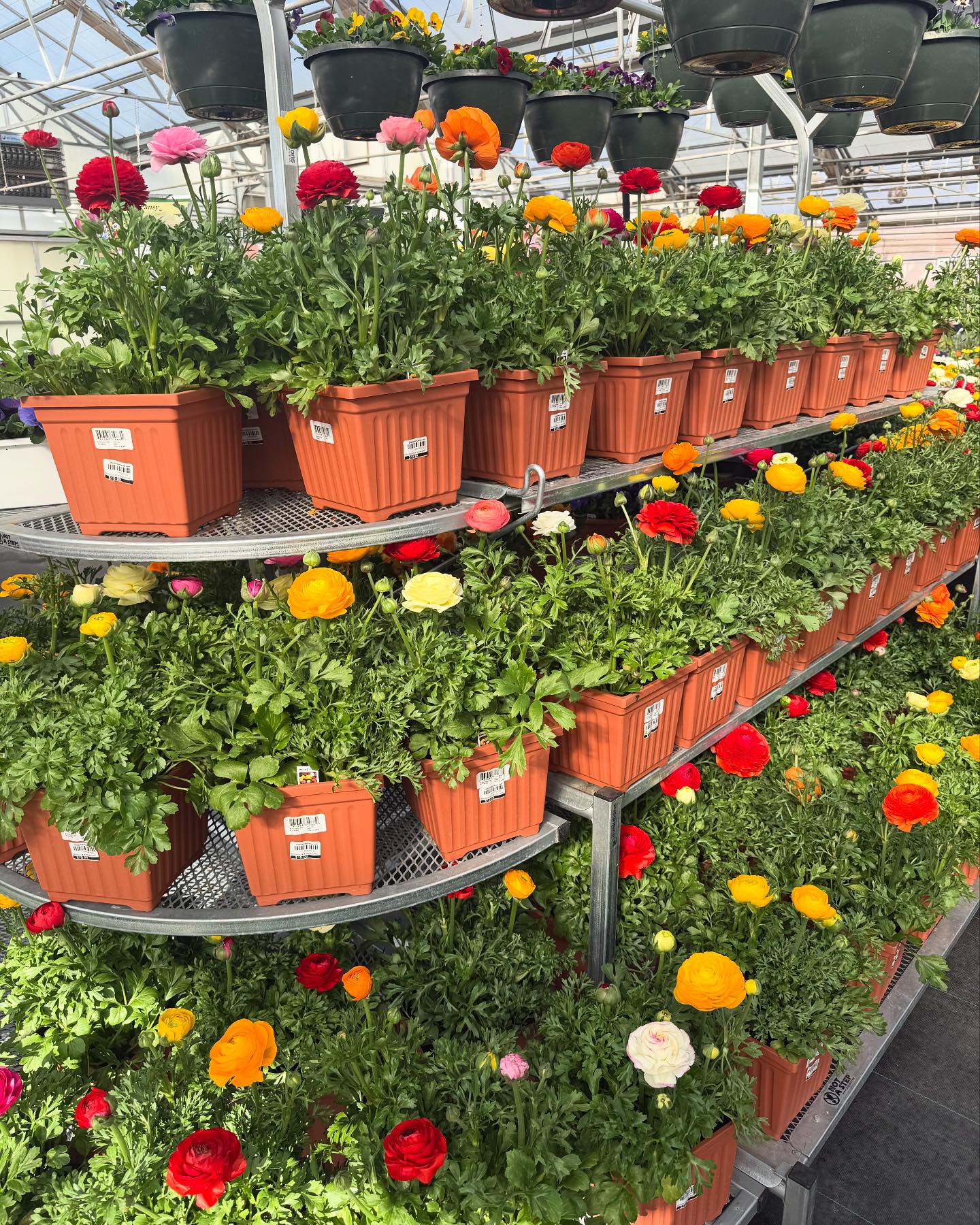 Frank Otte Nursery and Garden Center | Louisville KY