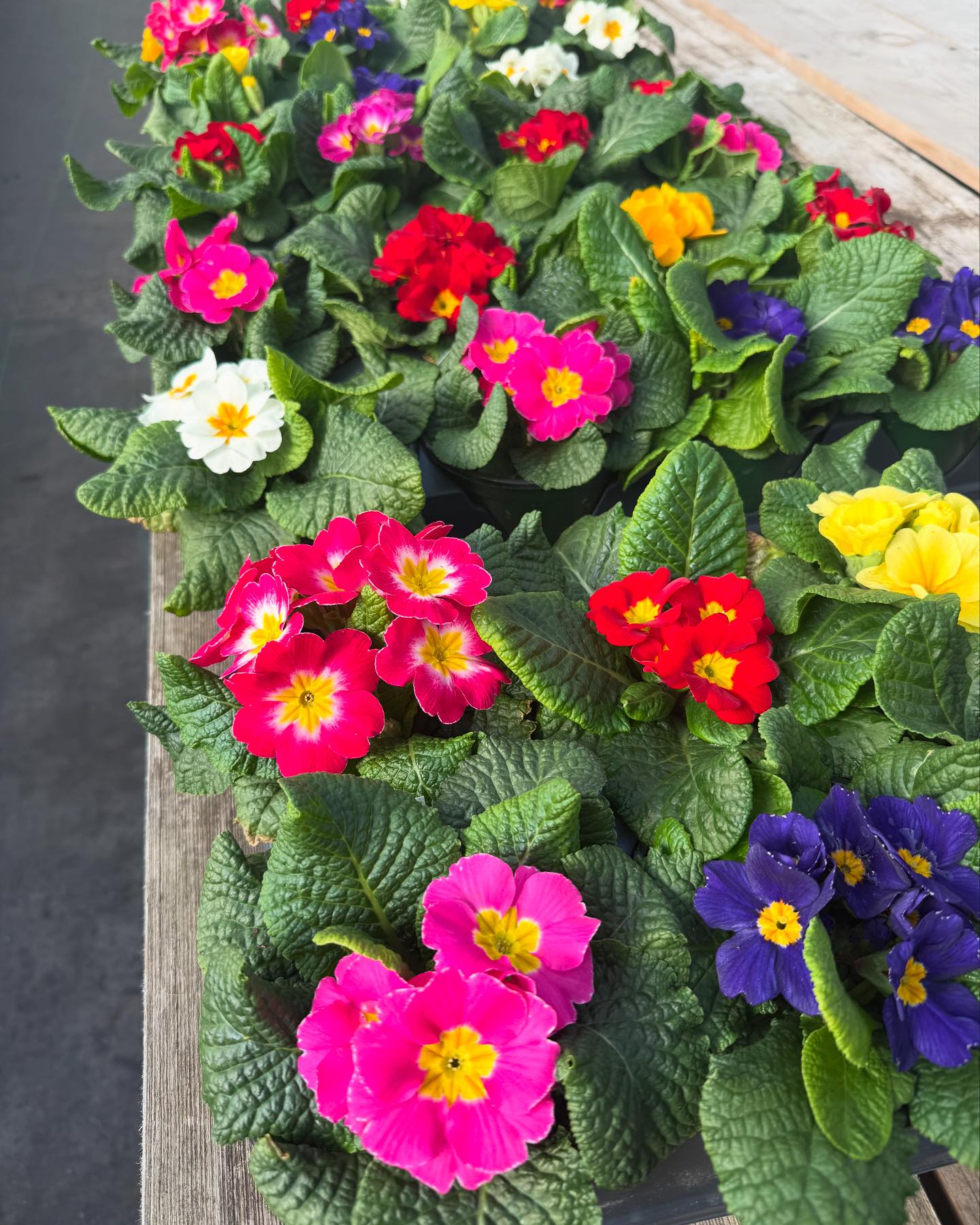 Frank Otte Nursery and Garden Center | Louisville KY