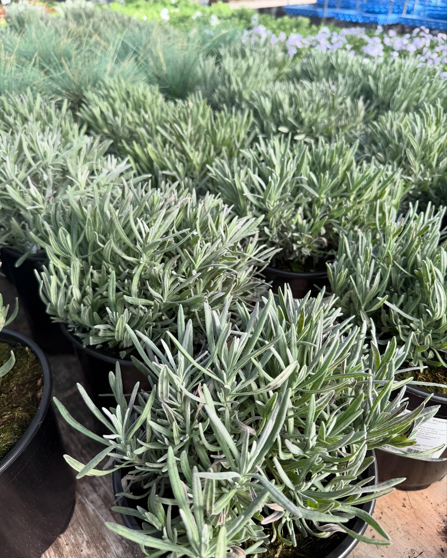 Frank Otte Nursery and Garden Center | Louisville KY