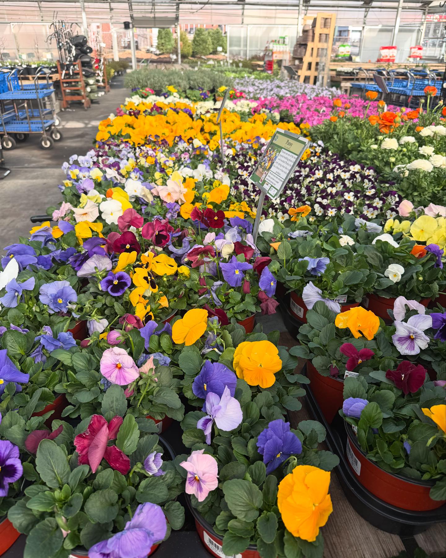 Frank Otte Nursery and Garden Center | Louisville KY