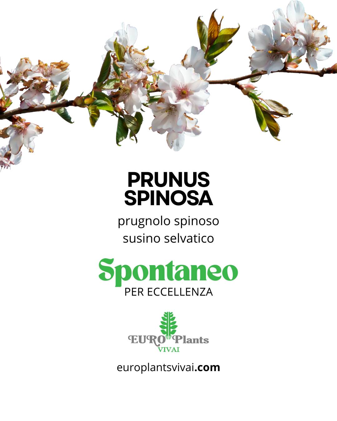 Prunus Spinosa (Prugnolo) Pianta Da Frutto In Vaso 15x15 Cm – Altezza 80-100 Cm | Pianta Rustica Per Liquori E Marmellate