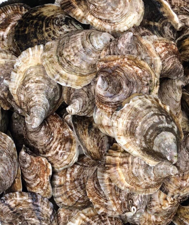 Violet Cove Oyster Co.