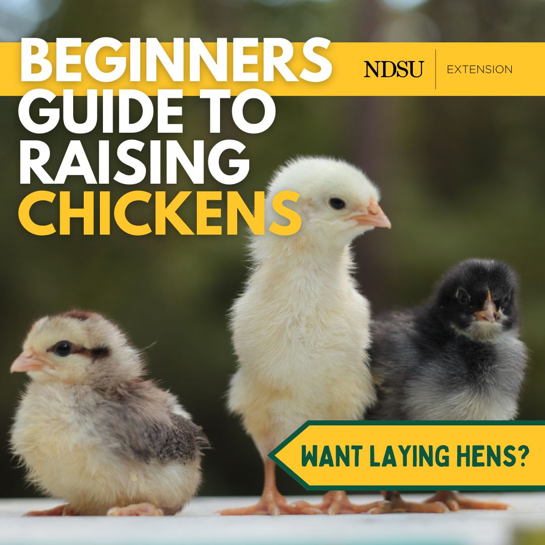 NDSU - Spring is in the air and egg prices are up! Have you considered ...