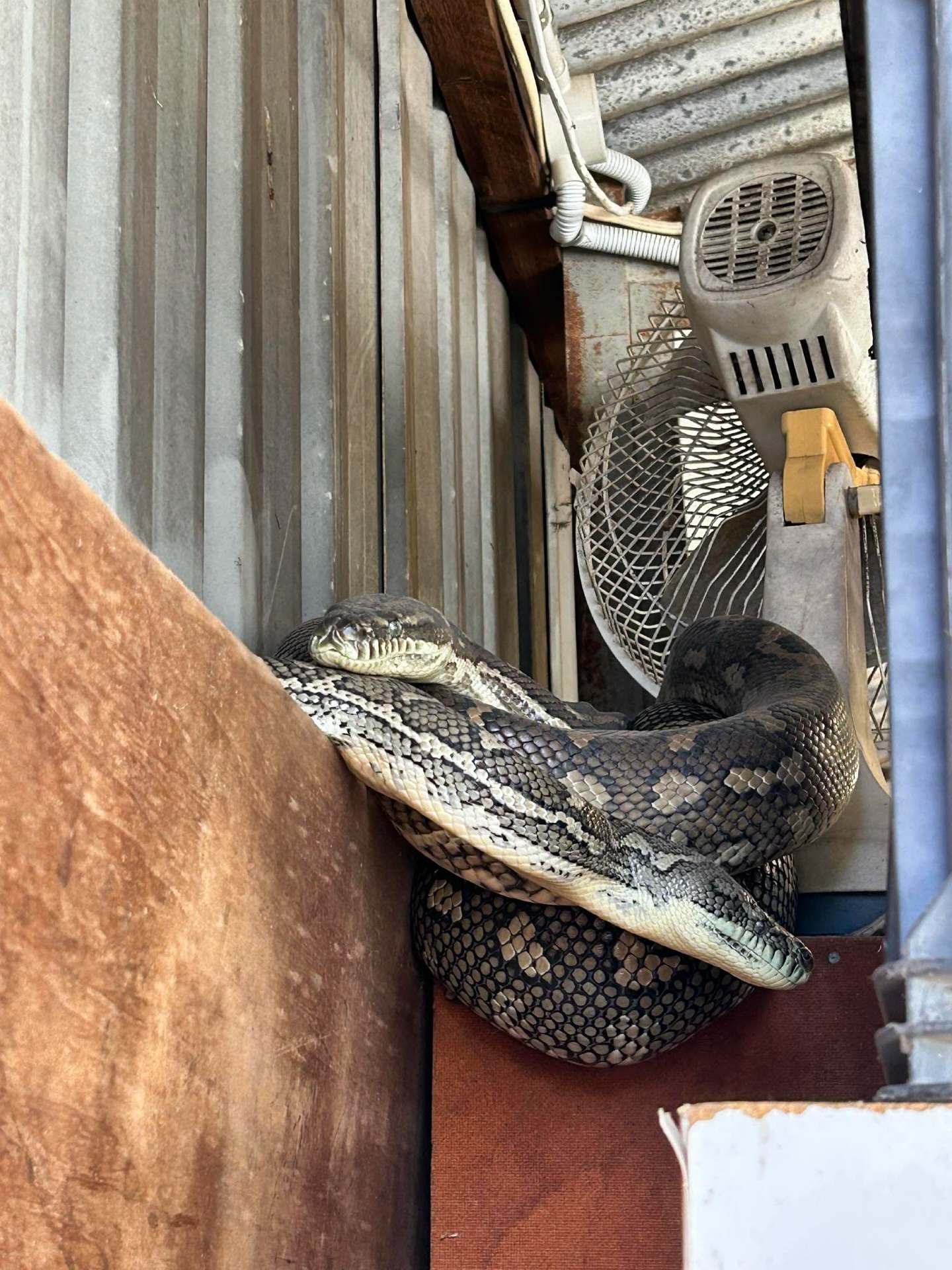 Sunshine - What mischief are these two getting up to… 🤭 One of our ...