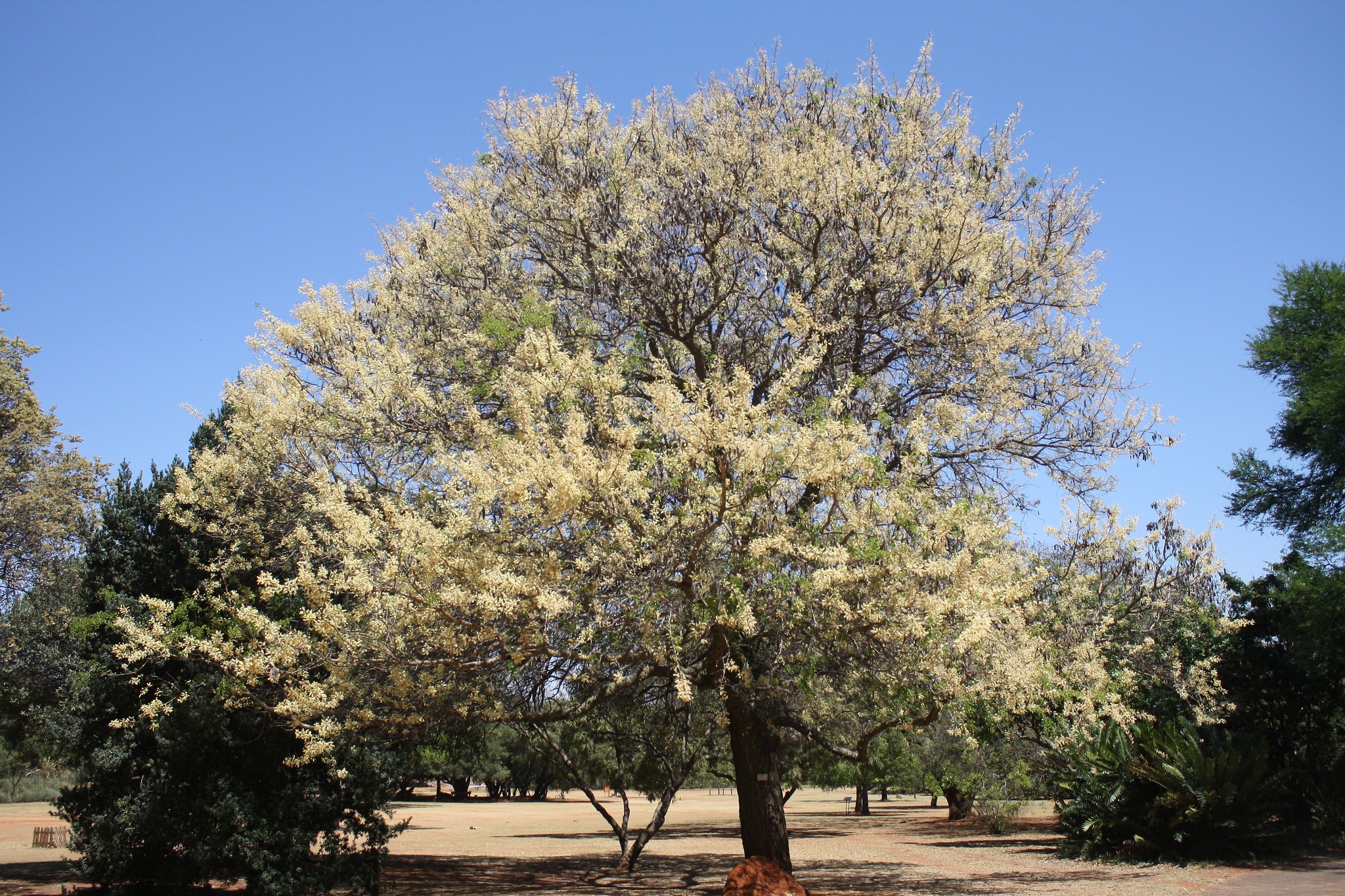 Random - Acacia nigrescens (Senegalia nigrescens) is a hardy and ...