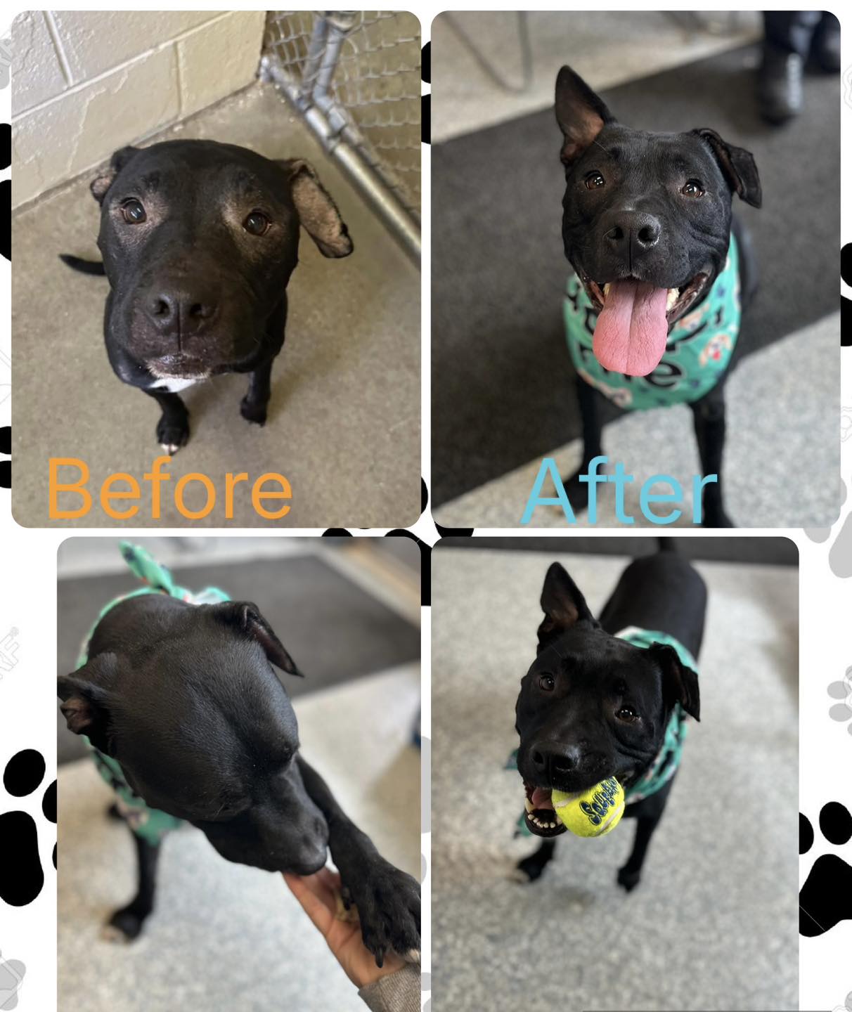 West - 🐾AVAILABLE FOR ADOPTION 🐾 Meet Mowgli ️ Mowgli found himself in ...