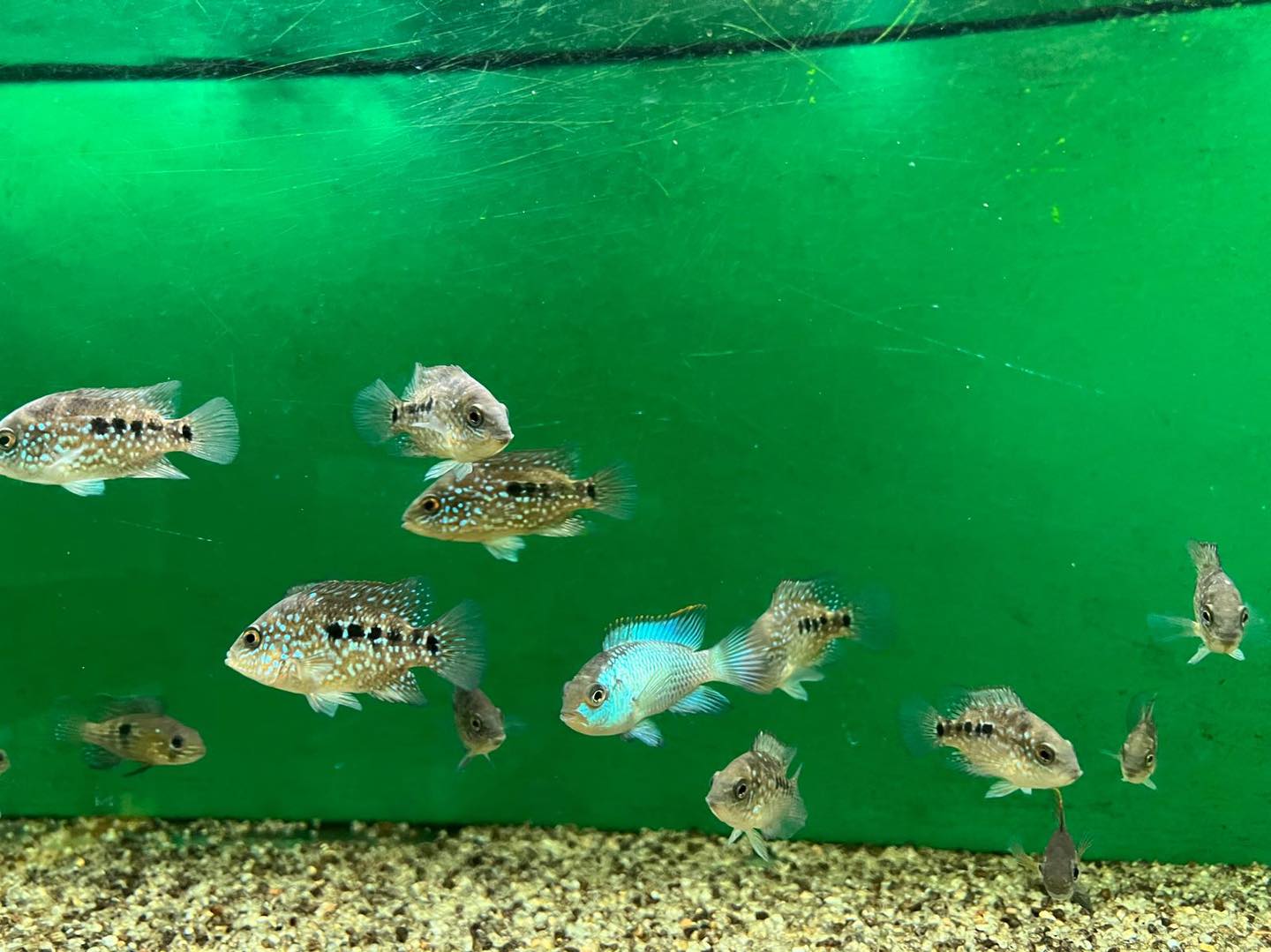 Pir... - Piranha Acquari - Pesci Tropicali - Piante Acquatiche