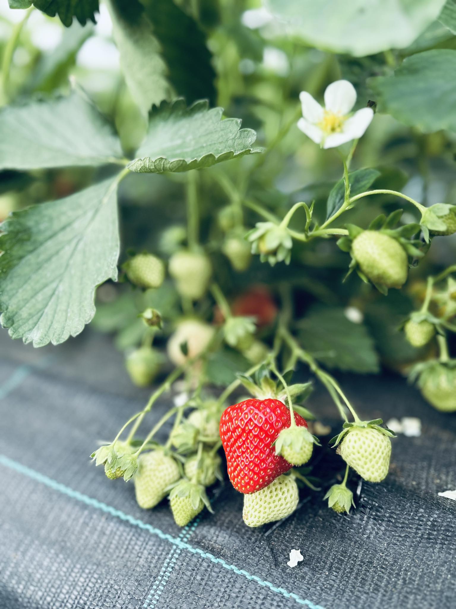 Sibbesson AB - Äntligen 🍓 Nu finns det svenska jordgubbar... | Facebook