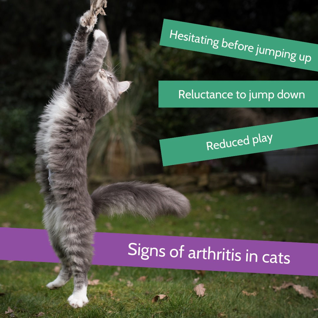 Southdown Veterinary Group - 😿 ARTHRITIS IN CATS 😿 Arthritis is one of ...