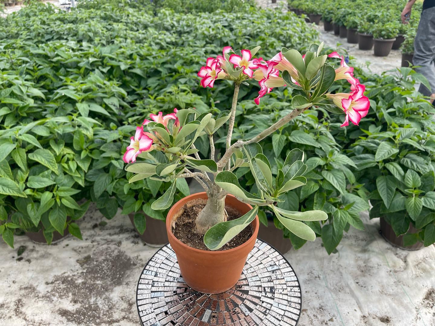 Introducing the Adenium Arabicum!... - Treasures of Arizona | Facebook