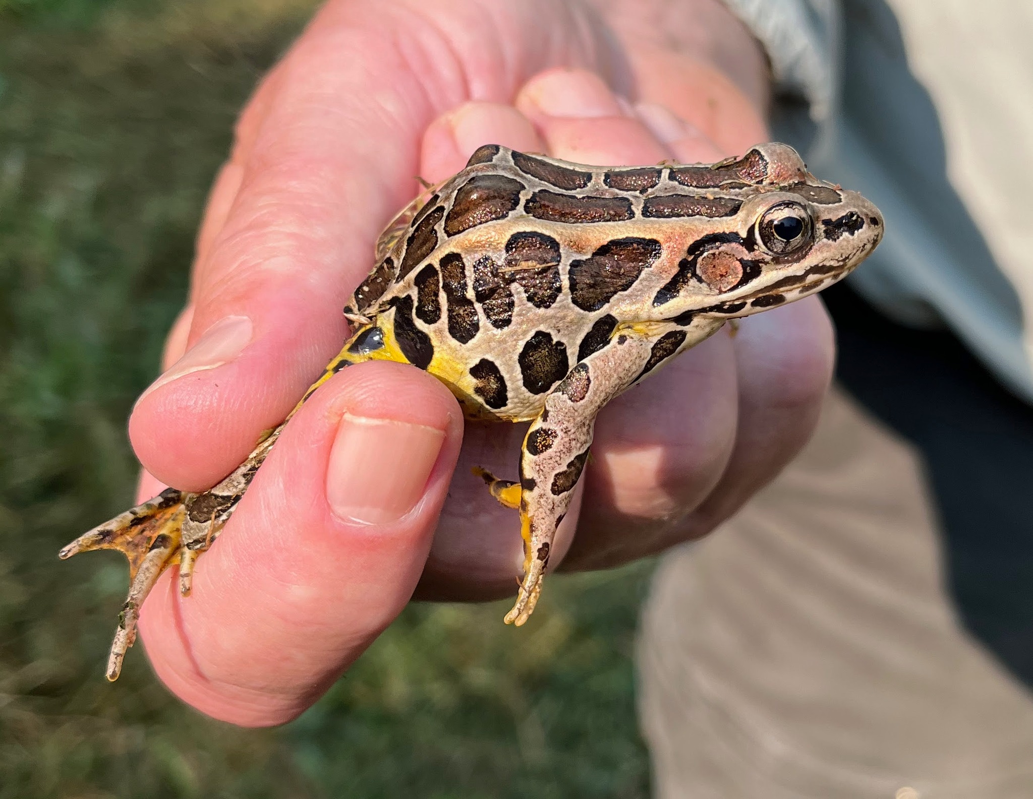 Vermont - In early August, we found a large group of recently ...