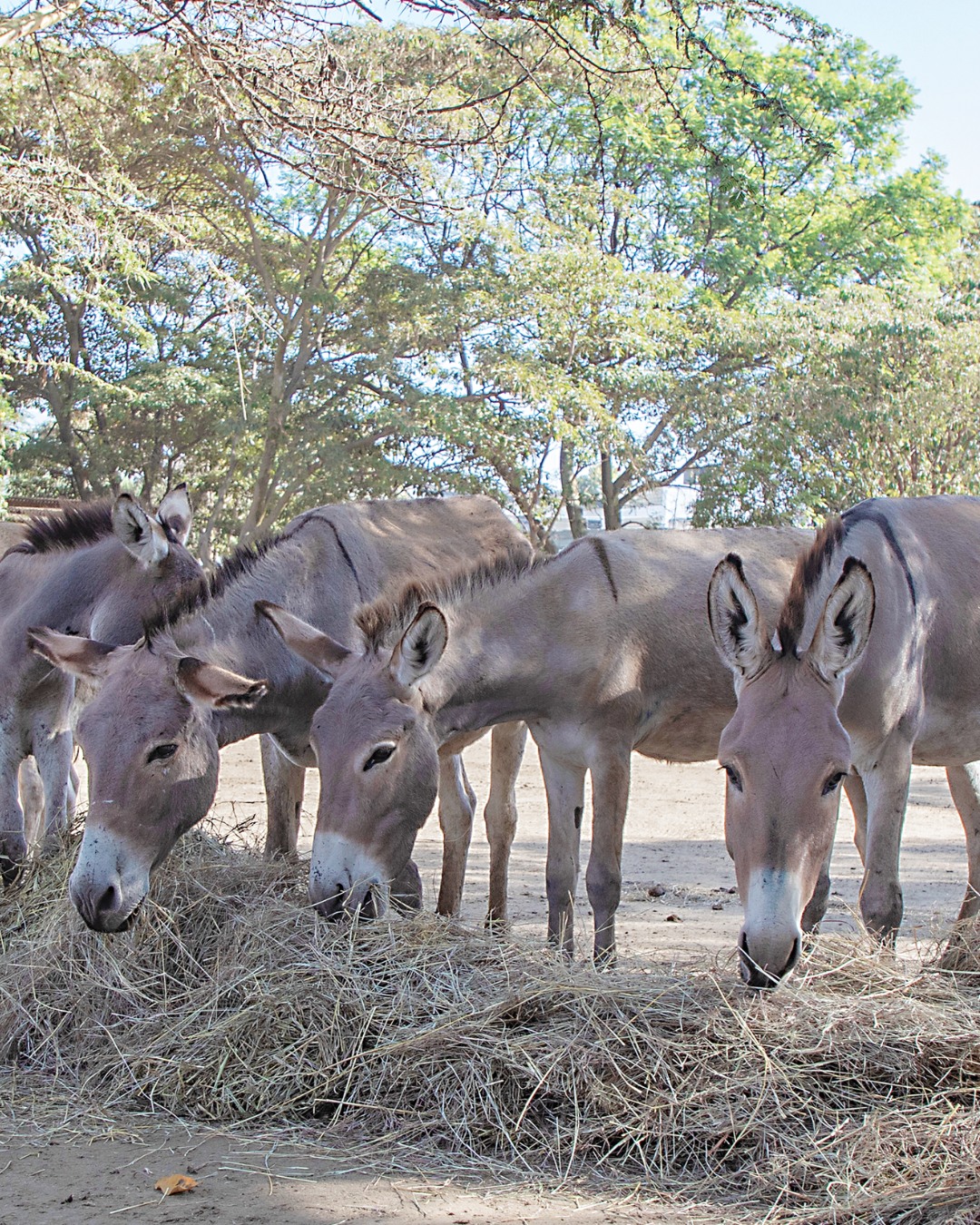 Brooke, - We are relieved to hear Togo has officially banned the donkey ...