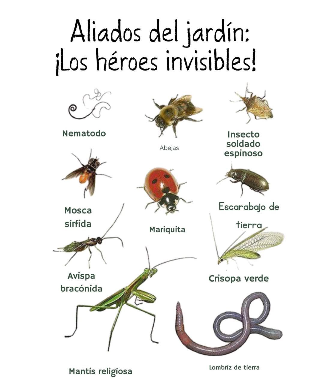 EduCiencia - 🐞🌿 Cuidar tu jardín no solo depende de tus manos, ¡sino ...