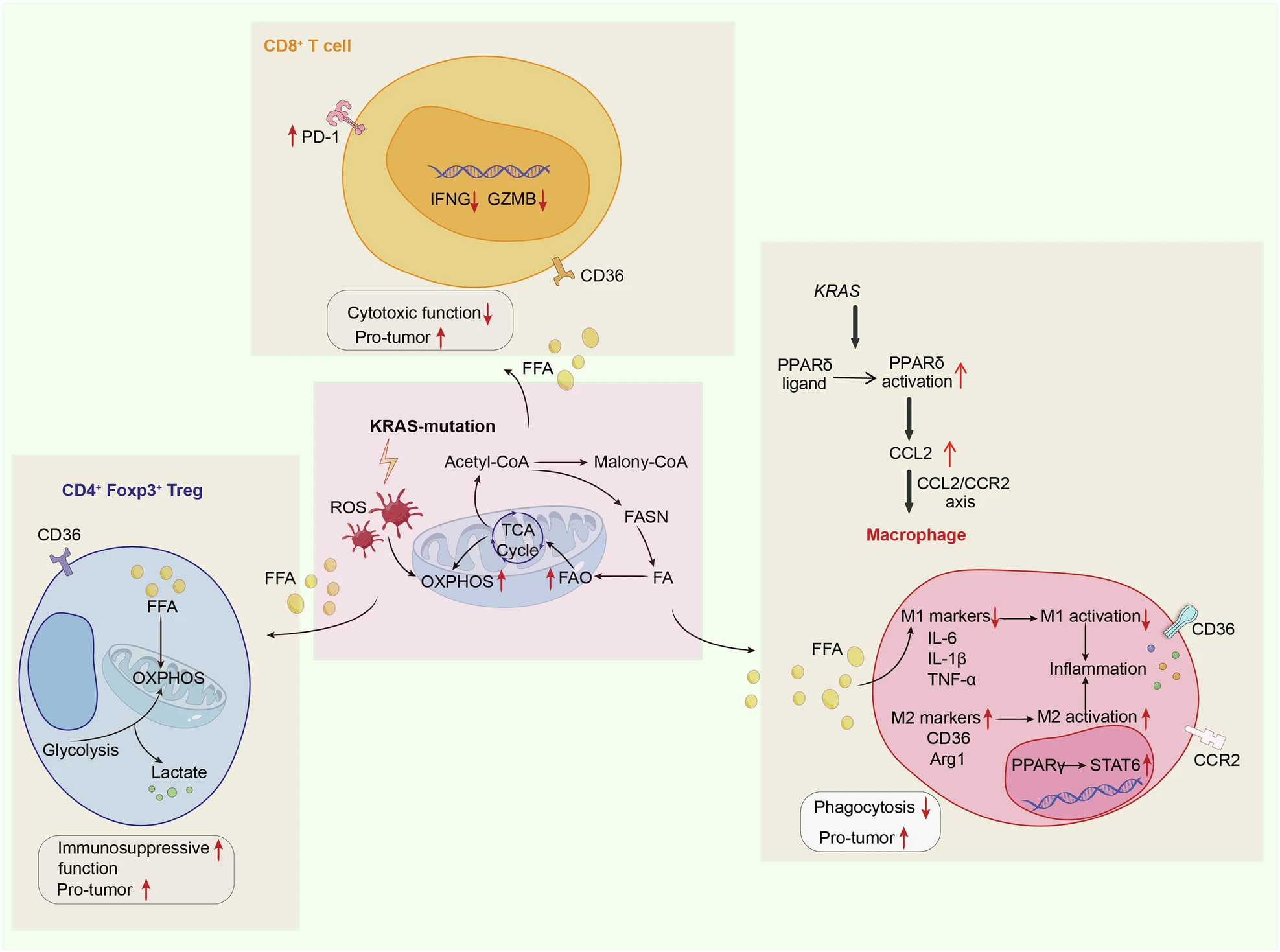 Cancer - KRAS Regulation of Lipid Metabolism and Its Impact on the ...