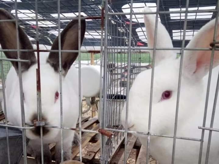 TARLAC RABBITEROS | Facebook