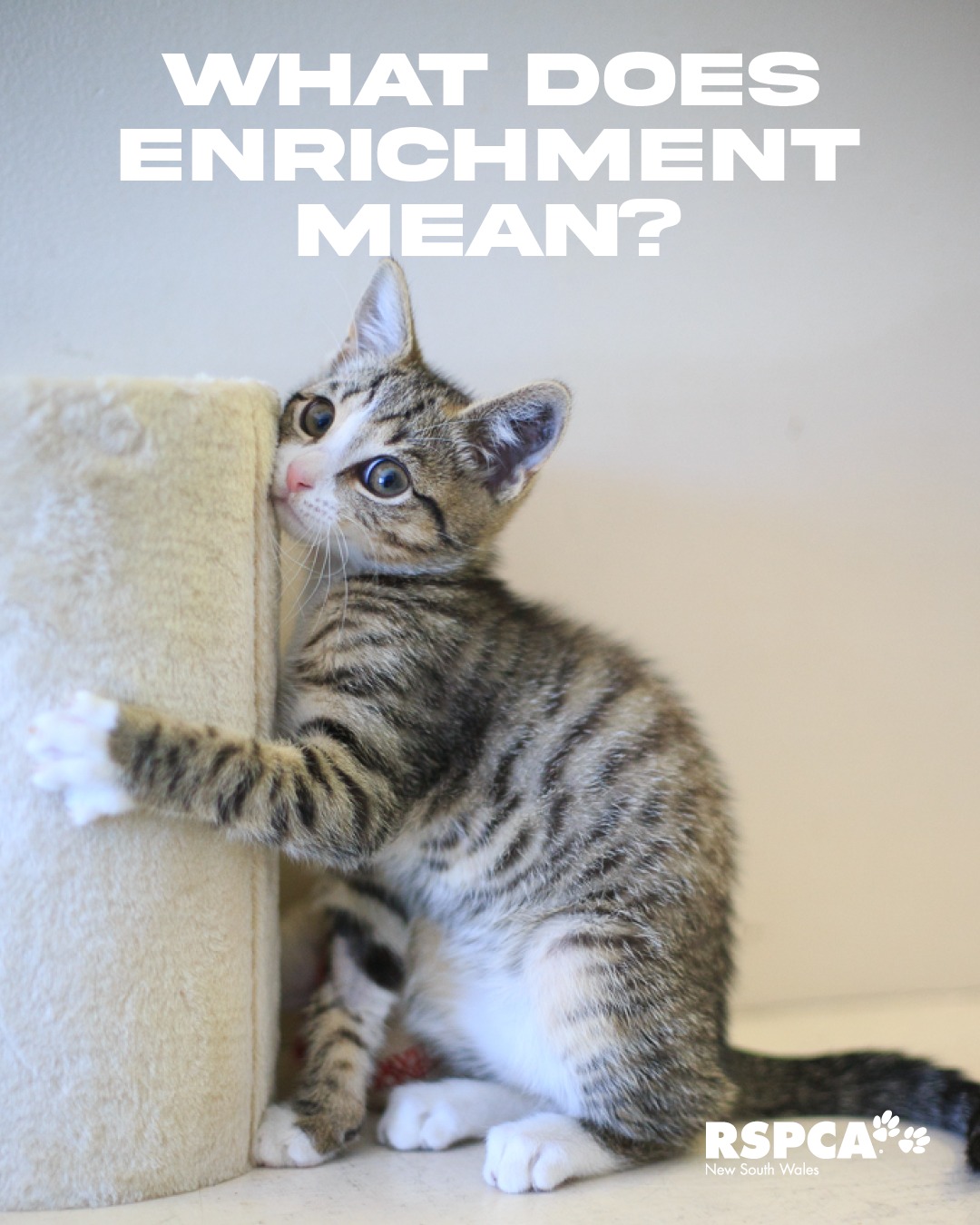 RSPCA - Enrichment supports an animal’s wellbeing by allowing them to ...