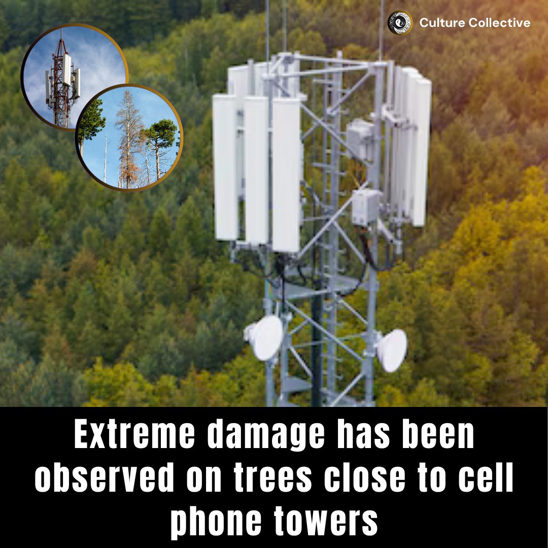 Culture - Recent studies show severe damage to trees near cell phone ...