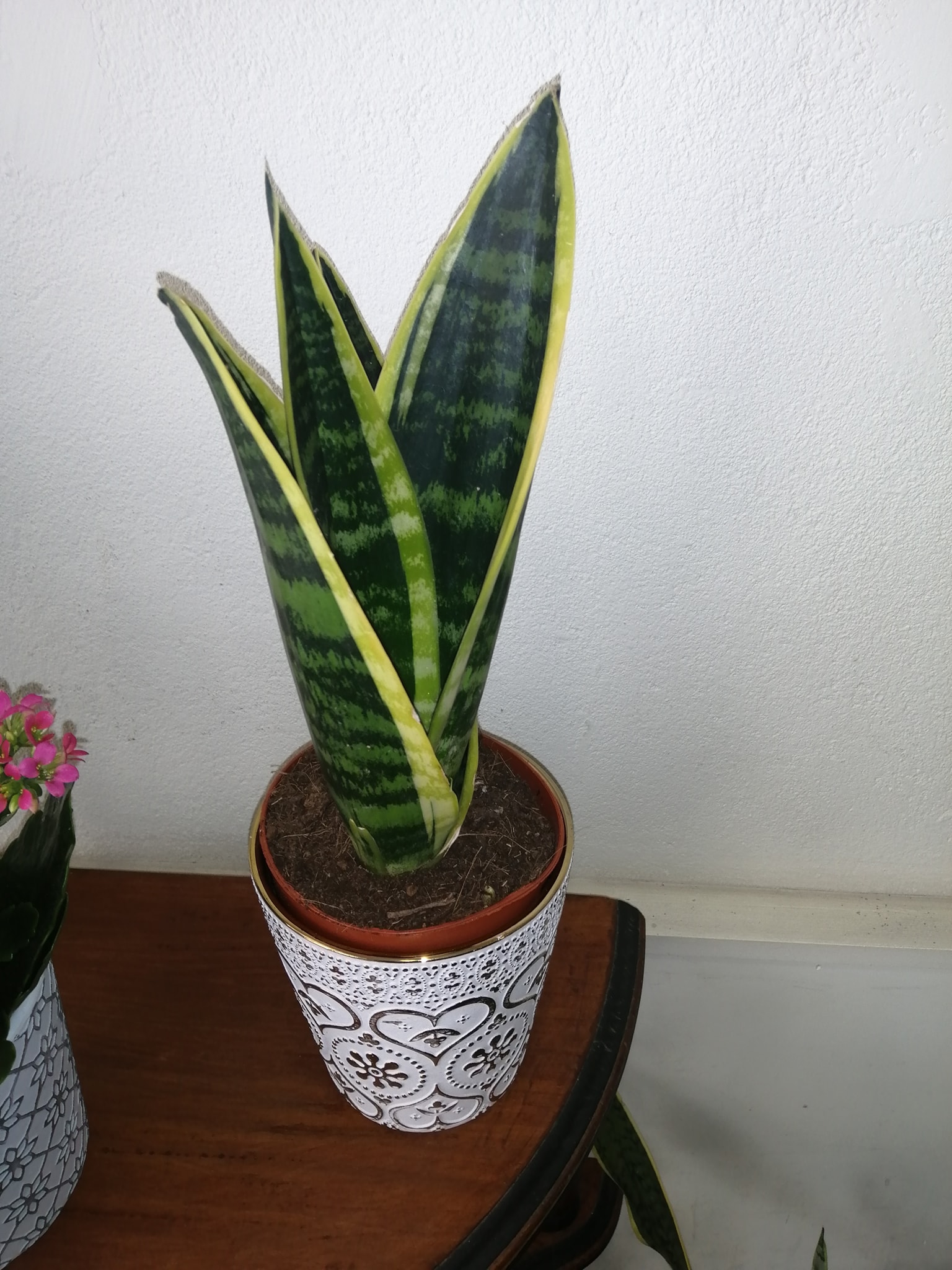 Una de las plantas conocidas como la... - Obadele Oni Shango