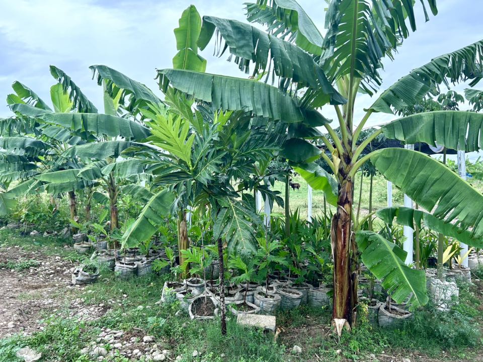 Thòy'Art - Thòy'Art added a new photo — in Haiti.