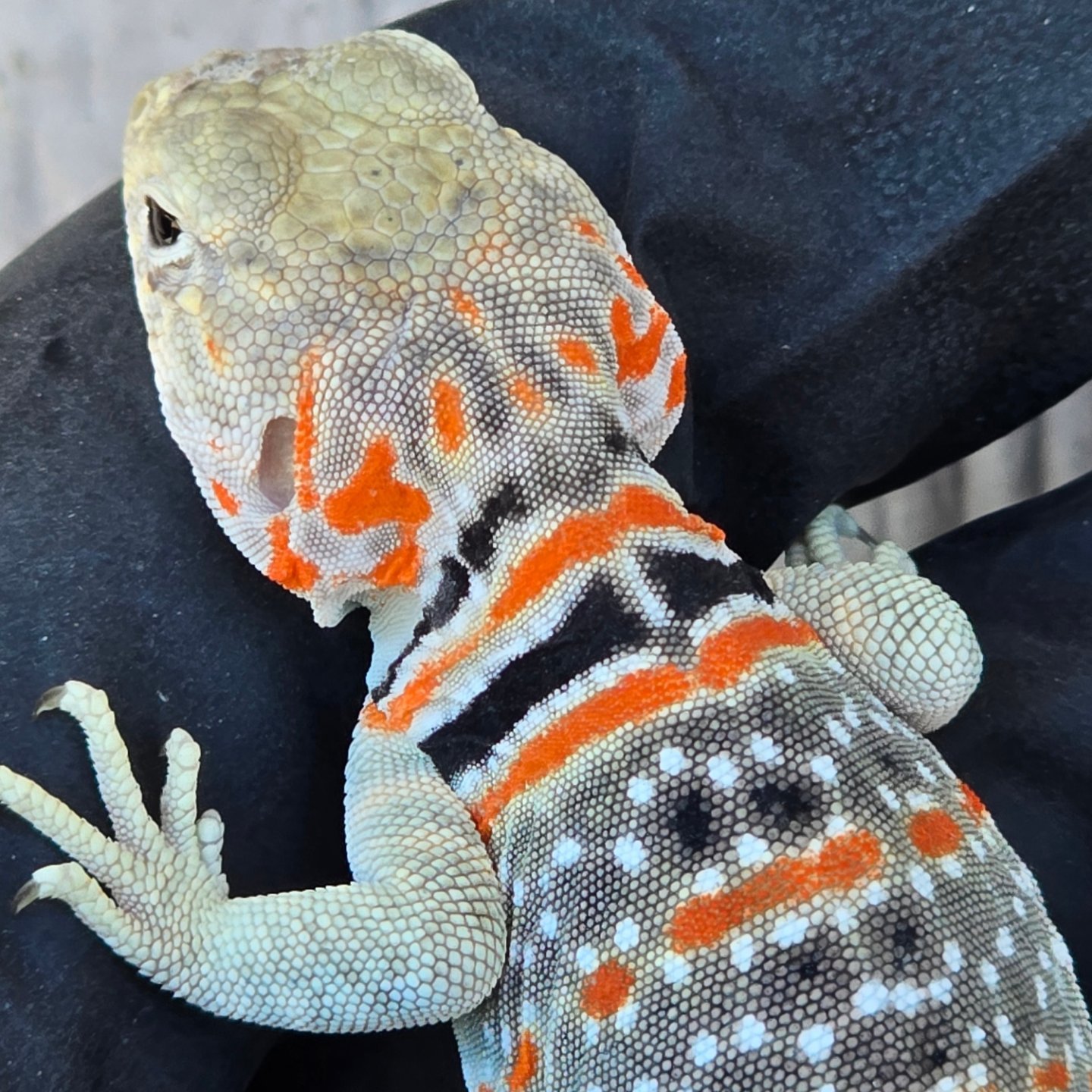 The most common question I get at... - Lizard King Reptiles | Facebook