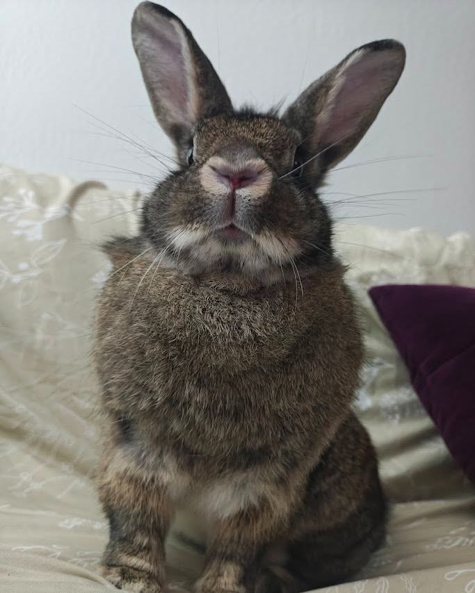 East Bay Rabbit Rescue | Livermore CA
