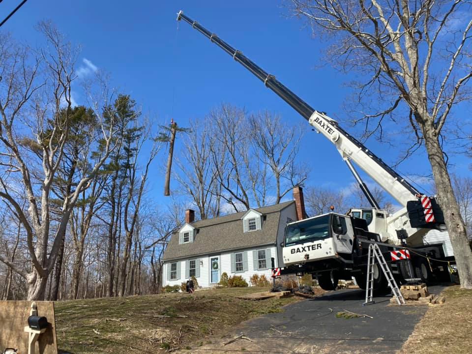 Workman Tree Services LLC | Woodstock CT