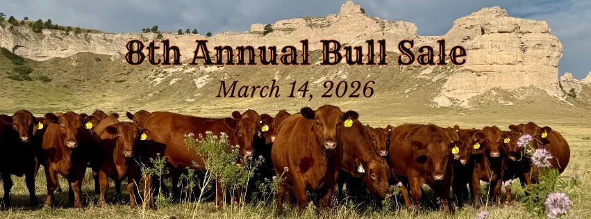 Rocking R Ranch: Red Angus and Beef | Bayard NE